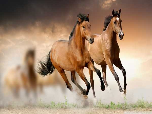 Mơ thấy ngựa