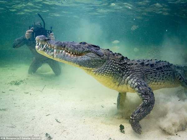 Mơ thấy cá sấu nên đánh con số nào?