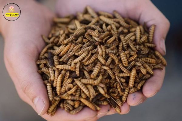 Nằm mơ thấy dòi đánh con gì có ý nghĩa gì đặc biệt